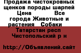 Продажа чистокровных щенков породы шарпей › Цена ­ 8 000 - Все города Животные и растения » Собаки   . Татарстан респ.,Чистопольский р-н
